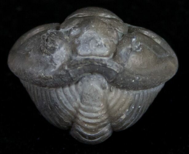 Enrolled Flexicalymene Trilobite From Ohio #10865